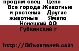  продам овец › Цена ­ 100 - Все города Животные и растения » Другие животные   . Ямало-Ненецкий АО,Губкинский г.